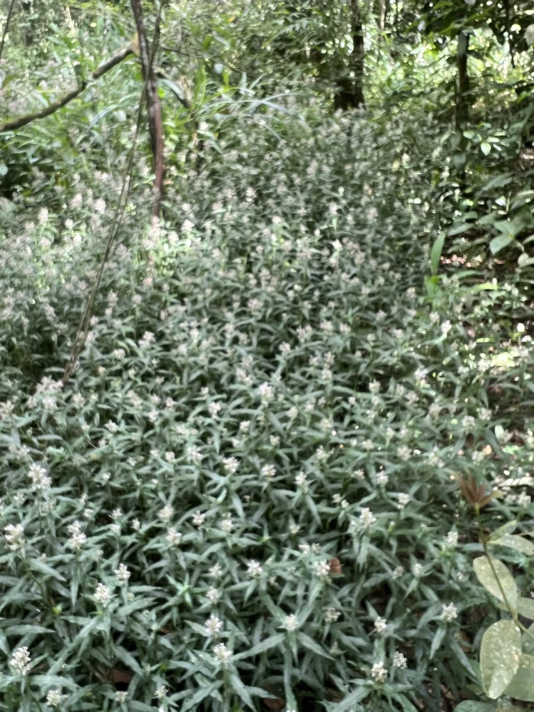 Floscopa glabrata (12)