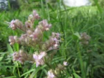 Floscopa glabrata (12)