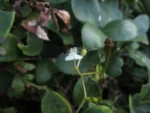 Gibasis geniculata (13)