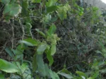 Gibasis geniculata (14)
