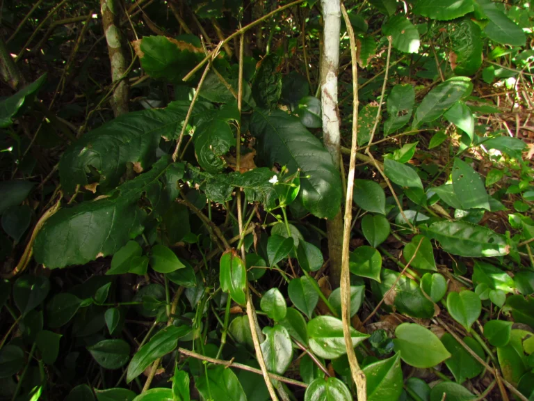 Gibasis geniculata (21)