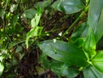 Gibasis geniculata (29)