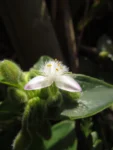 Tradescantia catharinensis (5)