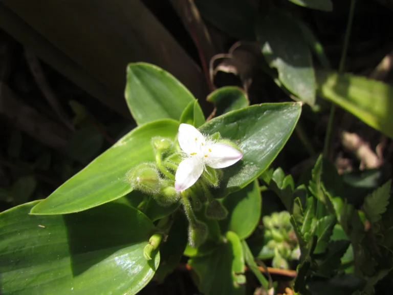 Tradescantia catharinensis (8)