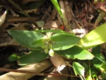 Tradescantia catharinensis (12)