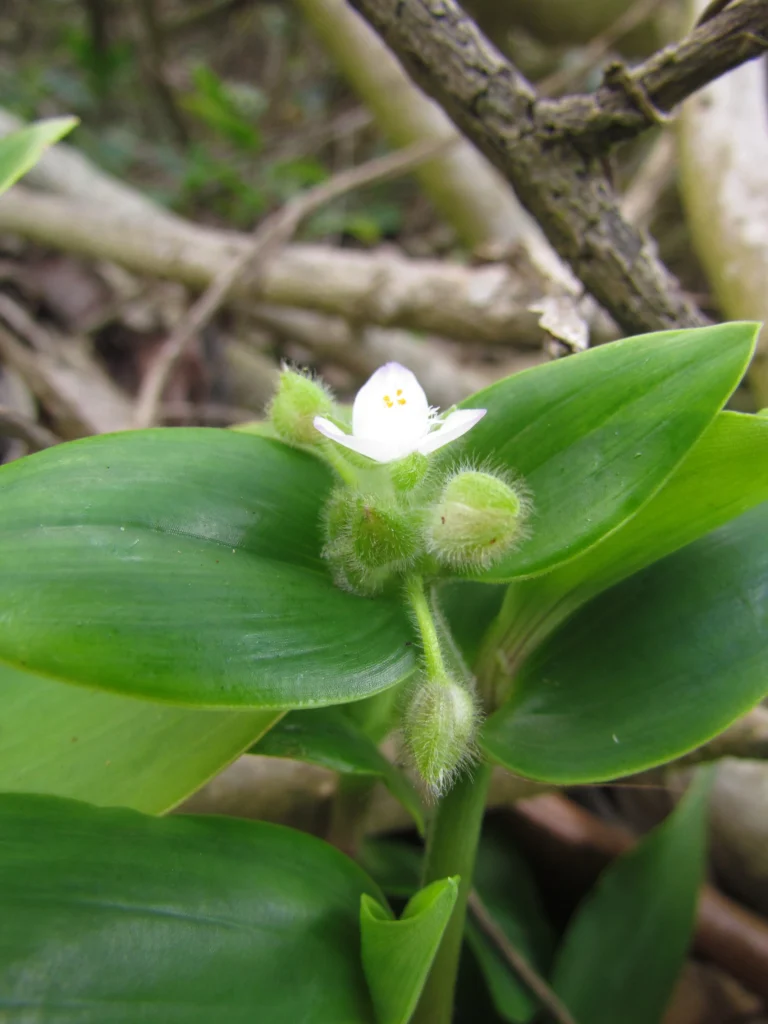 Tradescantia catharinensis (17)