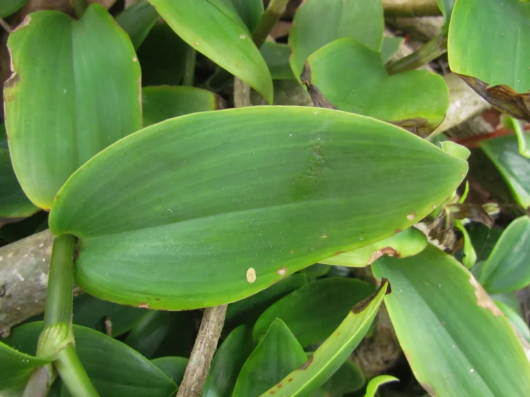 Tradescantia catharinensis (19)