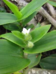 Tradescantia catharinensis (20)