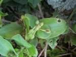 Tradescantia catharinensis (32)