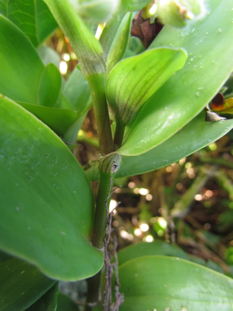 Tradescantia catharinensis (34)