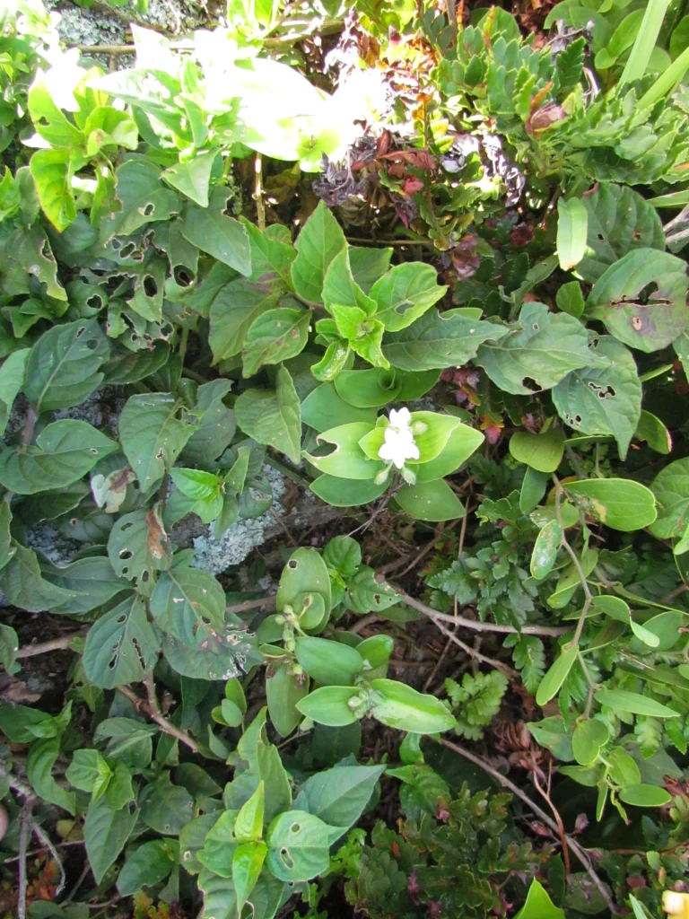 Tradescantia catharinensis (35)