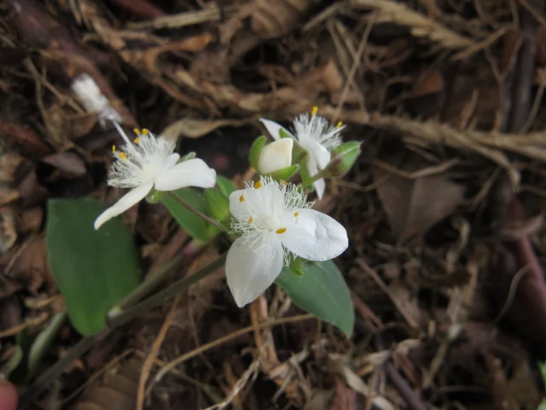 Tradescantia chrysophylla (4)