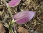 Tradescantia chrysophylla (9)