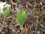 Tradescantia chrysophylla (10)