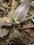 Tradescantia chrysophylla (12)