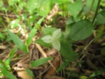 Tradescantia chrysophylla (19)