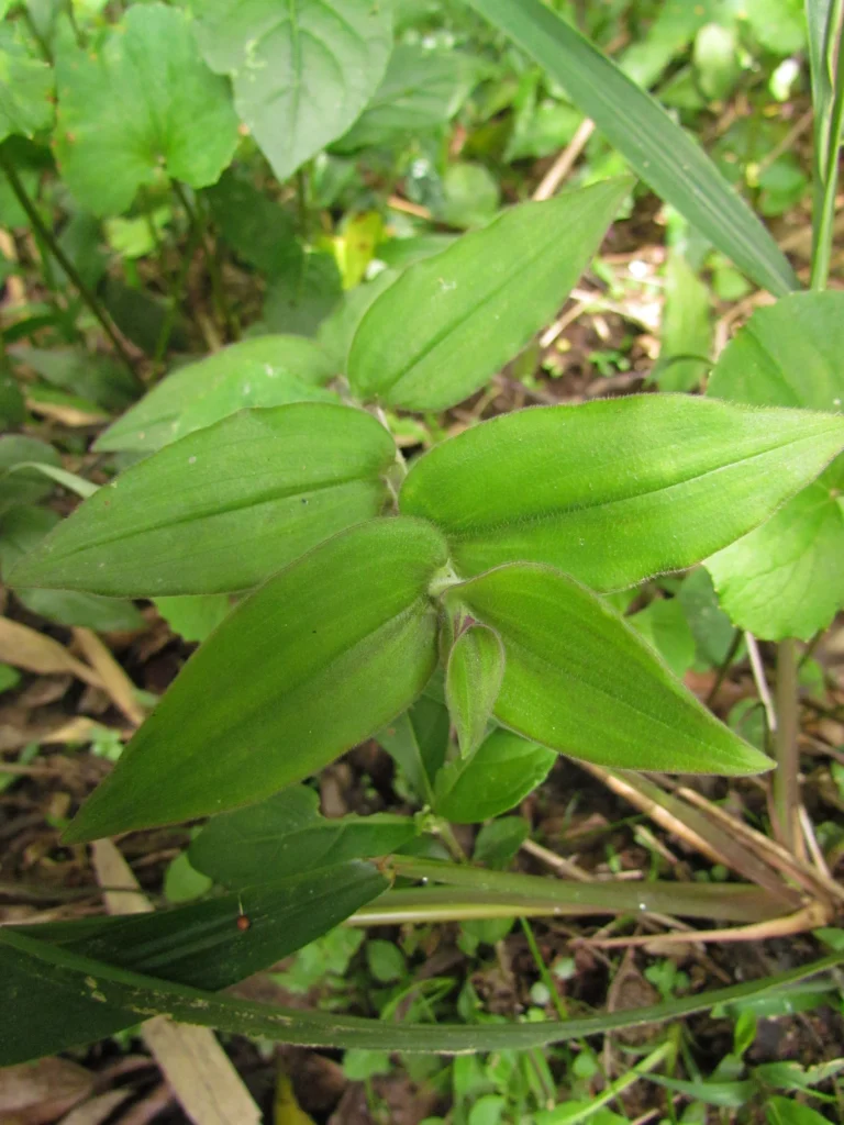 Tradescantia chrysophylla (20)