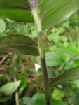 Tradescantia chrysophylla (22)