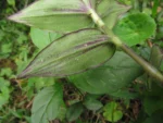 Tradescantia chrysophylla (23)