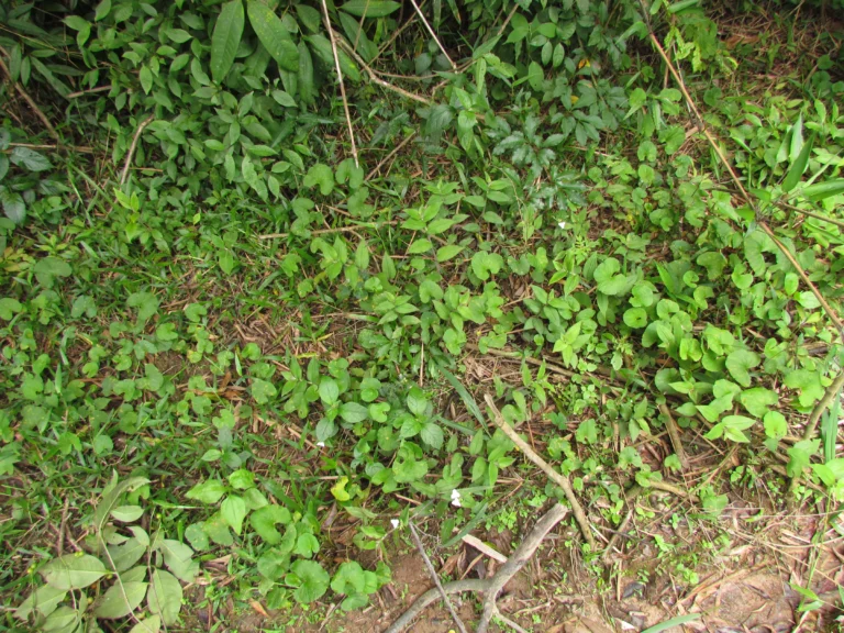 Tradescantia chrysophylla (25)