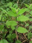 Tradescantia chrysophylla (26)