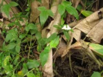 Tradescantia chrysophylla (29)