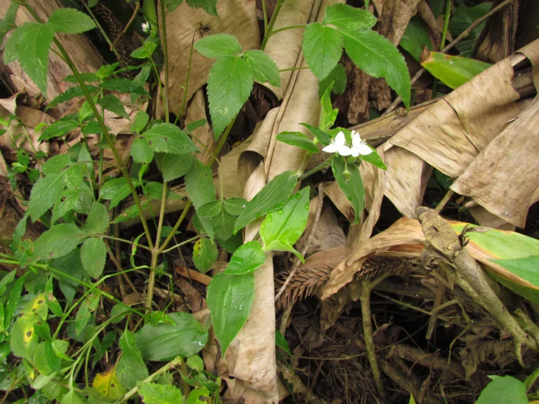 Tradescantia chrysophylla (29)
