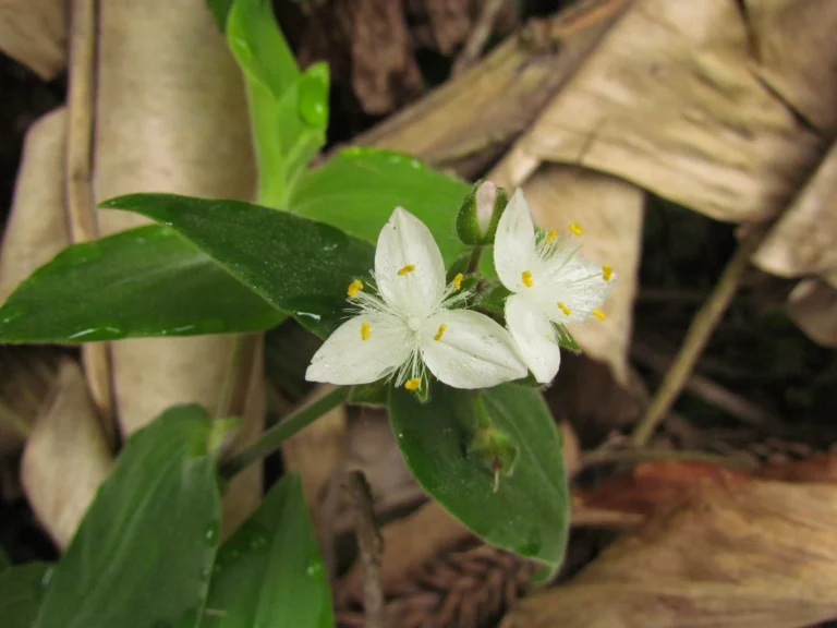 Tradescantia chrysophylla (30)
