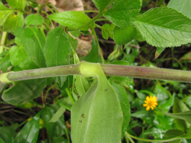 Tradescantia chrysophylla (35)