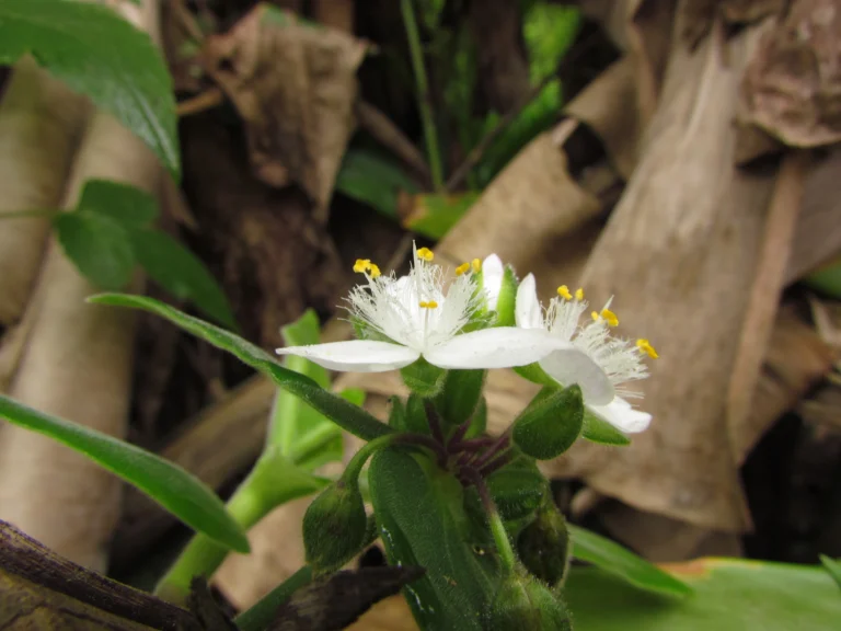 Tradescantia chrysophylla (38)