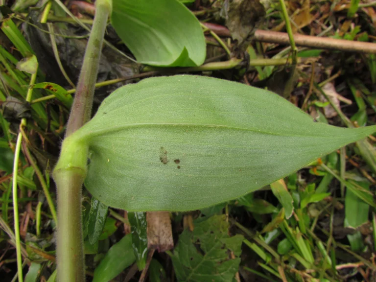 Tradescantia chrysophylla (43)