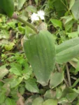 Tradescantia chrysophylla (48)