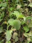 Tradescantia chrysophylla (49)