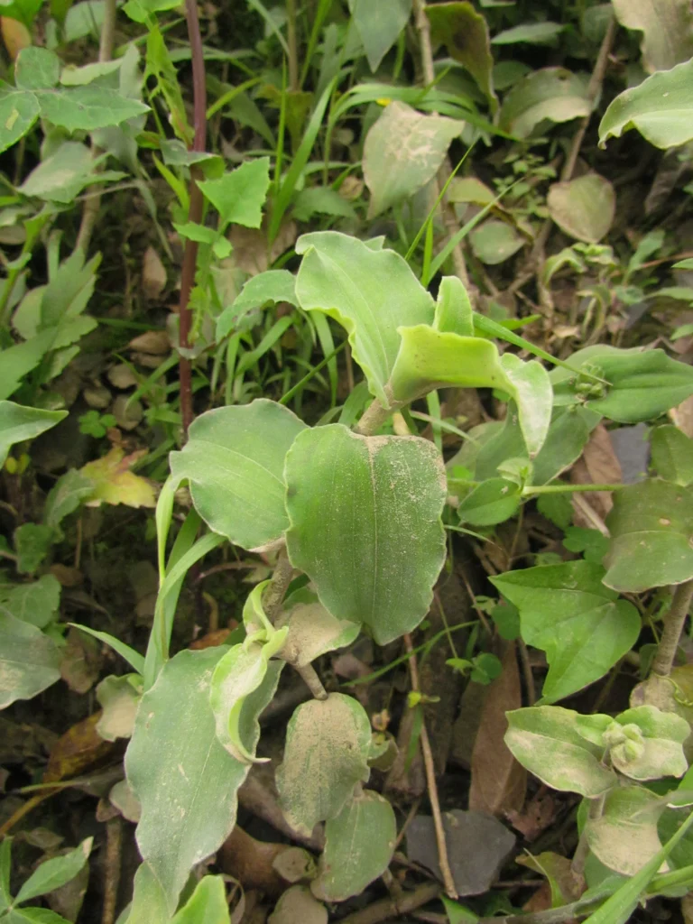 Tradescantia chrysophylla (49)