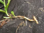 Tradescantia crassula (14)