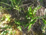 Tradescantia crassula (19)