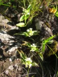 Tradescantia crassula (22)