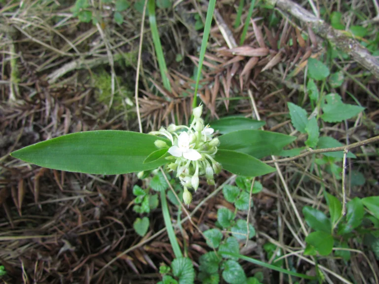 Tradescantia crassula (24)