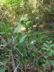 Tradescantia crassula (26)