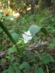 Tradescantia crassula (30)