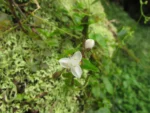 Tradescantia cymbispatha (5)