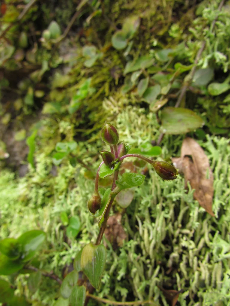 Tradescantia cymbispatha (7)