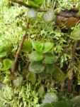 Tradescantia cymbispatha (10)