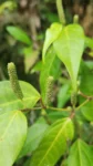 Piper xylosteoides (3)