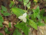 Tradescantia cymbispatha (18)