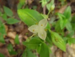 Tradescantia cymbispatha (19)