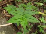 Tradescantia cymbispatha (20)
