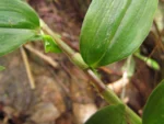 Tradescantia cymbispatha (21)