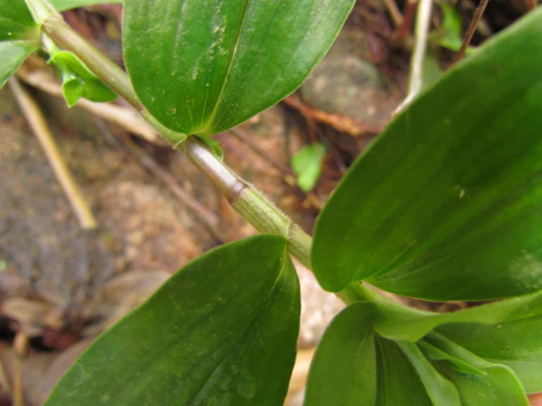 Tradescantia cymbispatha (22)