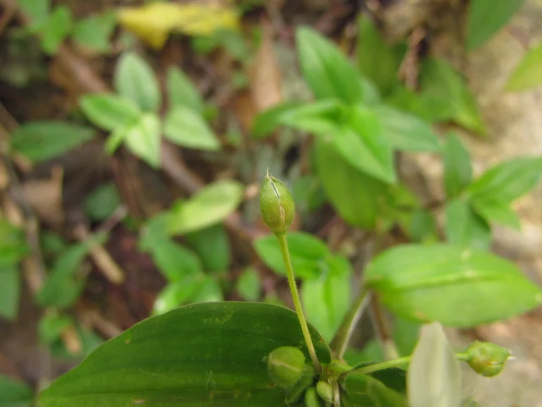 Tradescantia cymbispatha (23)